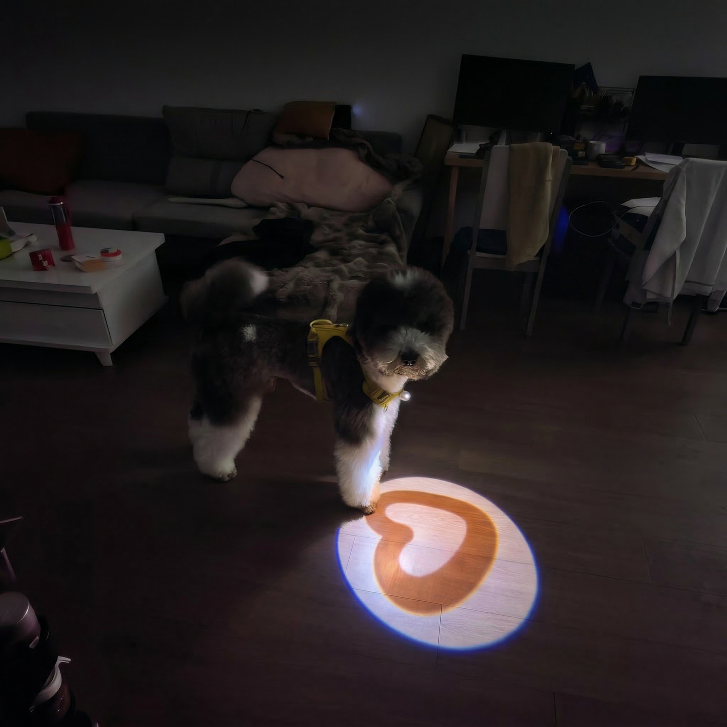 Heart Projection Dog Toy